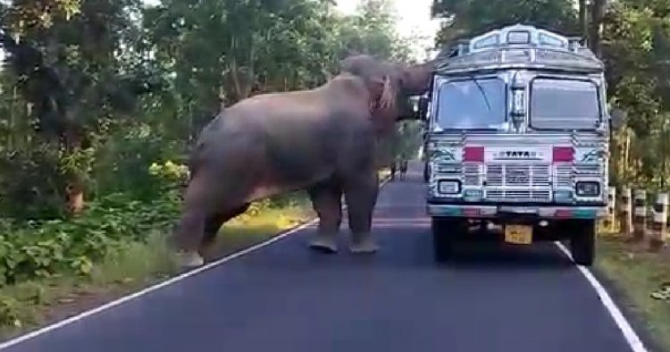 রাস্তায় রামলালের তাণ্ডব! আতঙ্কে গাড়িচালকরা