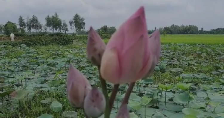 পদ্মের যোগানে ঘাটতি, পুজোর মুখে সমস্যায় চাষীরা