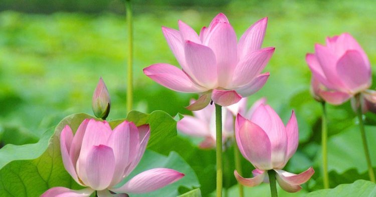 পুজোয় পদ্মের আকাল! বাড়তে পারে ফুলের দাম