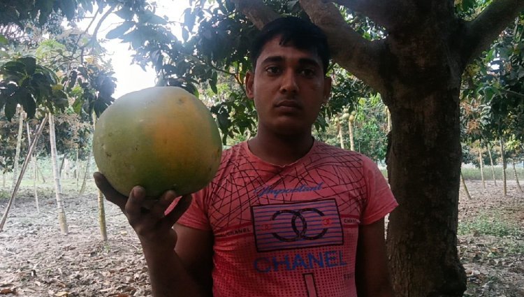 পেঁপে চাষ করেই নয়া আয়ের দিশা দেখাচ্ছে মালদহের যুবক