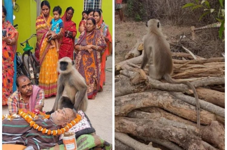 इंसान की अंतिम यात्रा में शामिल हुआ लंगूर, देखकर लोगों की आंखे भर आयी