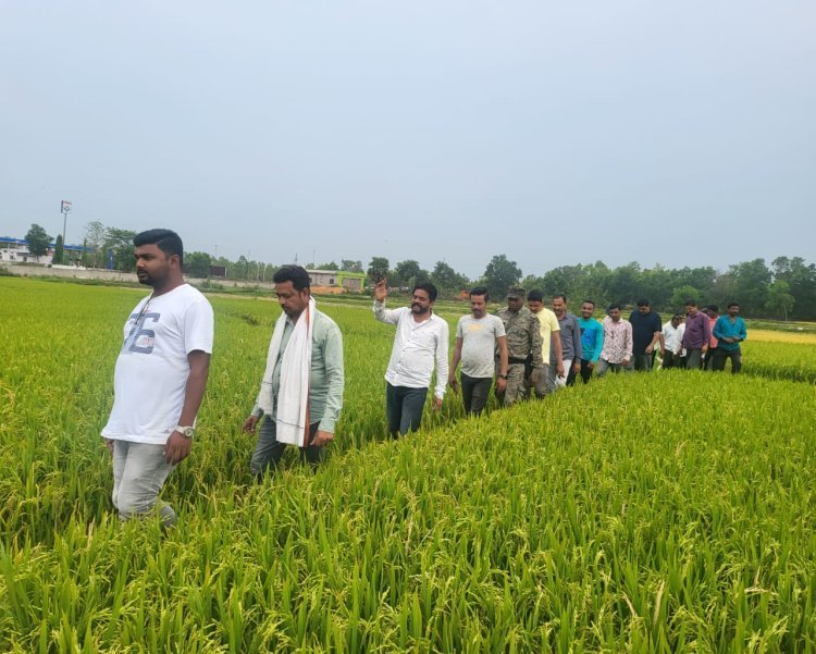 हाथियों ने बरबाद की फसल
