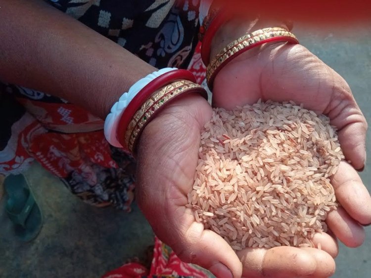जमशेदपुर : बालीभूजोना किस्म का चावल सेहत के लिए फायदेमंद, संरक्षण एवं प्रोत्साहन के लिए आजीविका भूमिका नामित