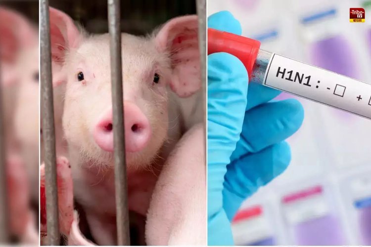 swine flue Attacks: ডেঙ্গু আত্ঙ্কের মধ্যেই রাজ্যে সোয়াইনের হানা, আক্রান্ত ৩